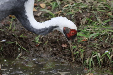 Fototapeta premium Crane Hunting in the Mud