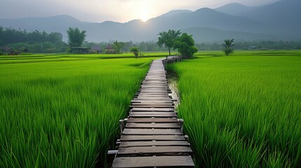 Landscape with rice fields and wooden bridges makes you feel fresh and bright.