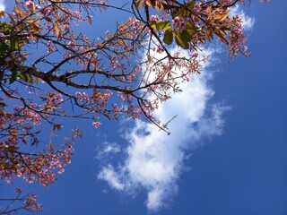tree and sky