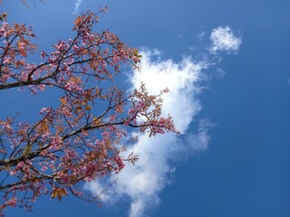 Tree and sky
