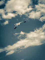 seagull in flight
