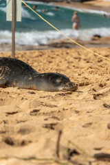 Monk Seals on Poipu Beach