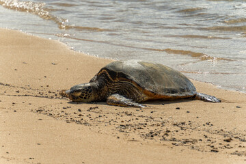 sea turtles on the beach