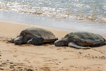 wild turtle sleeping on Poipu Beach