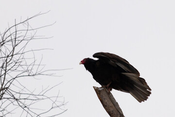 This is such a beautiful turkey vulture up on the top of this branch. His almost out looking like...