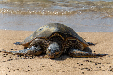 wild turtle sleeping on Poipu Beach