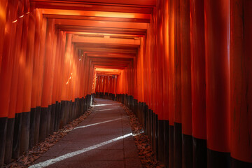 Torii gate tunnel at Fushimi Inari shrine in Kyoto, Japan. - 716059486