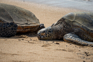 wild turtle sleeping on Poipu Beach