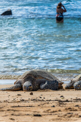 wild turtle sleeping on Poipu Beach