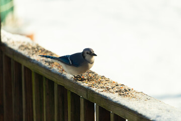 Obraz na płótnie Canvas This cute blue jay was on the brown wooden railing with birdseed all around. The little blue bird looks really cute with the white snowy background. This corvid came out for some food.