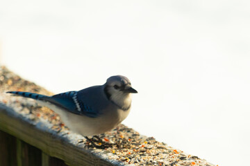 This cute blue jay was on the brown wooden railing with birdseed all around. The little blue bird looks really cute with the white snowy background. This corvid came out for some food.