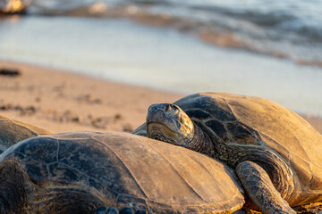 wild turtle sleeping on Poipu Beach
