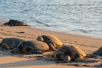 wild turtle sleeping on Poipu Beach
