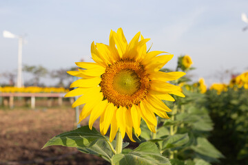 Fototapeta premium Sunflowers are blooming with blue sky. Sunflower field