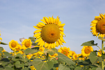 Sunflowers are blooming with blue sky. Sunflower field