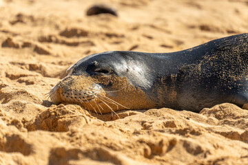 Monk Seals on Poipu Beach
