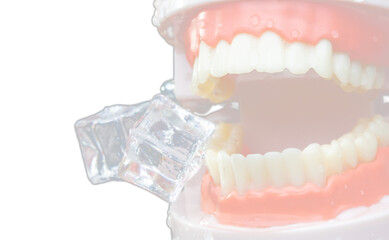 Artificial Tooth Plastic jaw decay sensitive with ice cube cold drink. Patient feel sensitive...