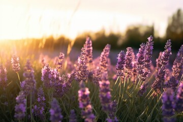 Fototapeta premium Lavender field at sunset. Generative AI.