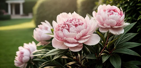 Poster Pioenrozen Light pink peonies planting groing floral beauty bitany agriculture wallpaper backgtound copy space