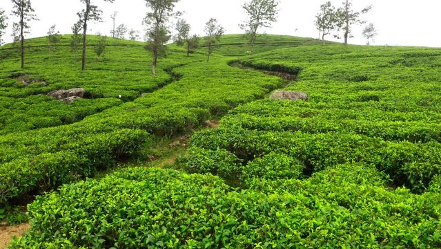 Flying  drone view over Ceylon green tea plantations 4K footage. Exotic countries traveling or tea cultivation agriculture concept. Lipton's seat, Haputale, Sri Lanka.