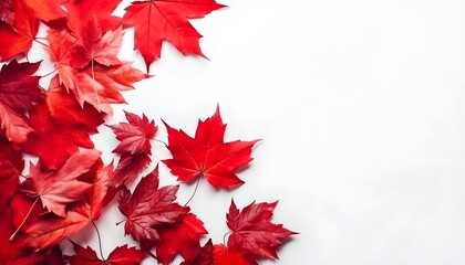Naklejka na ściany i meble Canada day background design of red maple leaves isolated on white background copy space