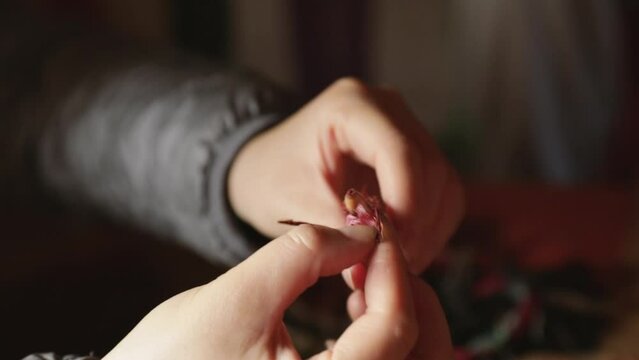 Mapuche sacred fruit. Closeup view of a woman opening a boiled pine nut, called pi&radic;&plusmn;on, from the traditional Araucaria araucana forests in Neuquen, Patagonia Argentina.