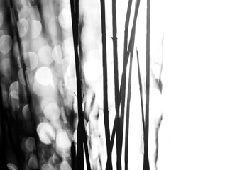 Abstract blurred plant silhouette against a bokeh background in black and white.