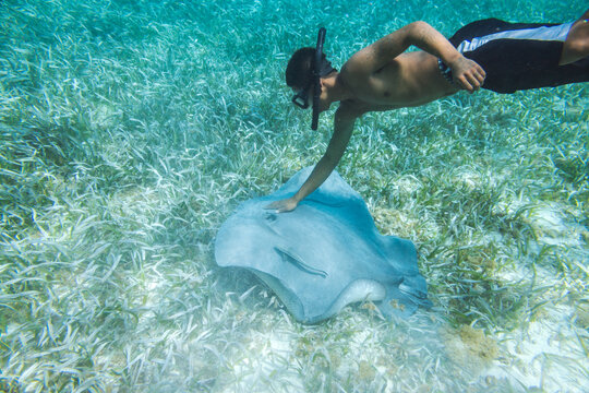 Local man snorkeling and touching a sting ray, Ambergris Caye, Belize