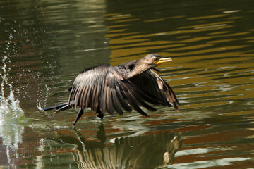 Um Biguá levantando voo do Canal de Ponta Negra Maricá - RJ 