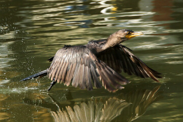 Um Biguá levantando voo do Canal de Ponta Negra Maricá - RJ 