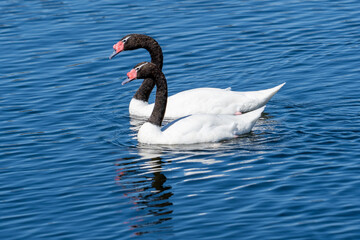 Black-necked swans in a lake in Chile. Beautiful nature scene. Birds swimming in lake.