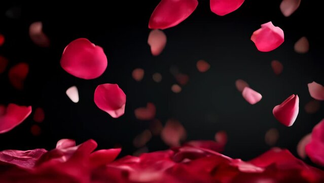 Red petals are fluttering against a black background. Some petals drift in the air, out of focus, while others are captured in sharp detail.
