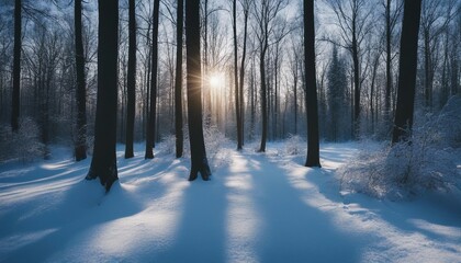 A panoramic view of a snow-covered forest, the blue tint of the early morning light casting long 
