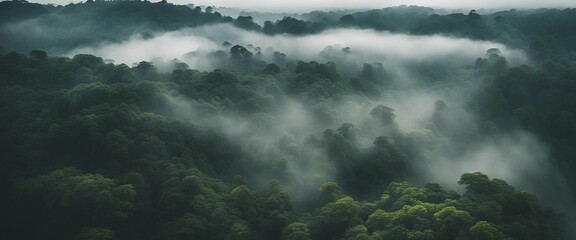 Misty Rainforest Canopy, an aerial shot of a lush rainforest canopy shrouded in mist - obrazy, fototapety, plakaty