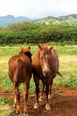 Fototapeta na wymiar horses in hawaii 
