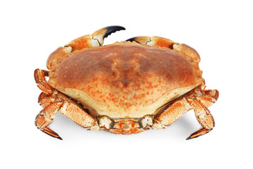 One delicious boiled crab isolated on white