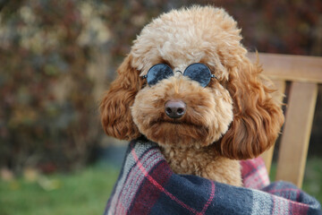 Cute fluffy dog with sunglasses wrapped in blanket outdoors
