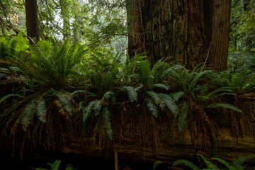 Ferns Cover A Nursery Log In Redwood