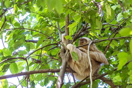 Three toed sloth (Bradypus tridactylus) hanging on branch, Costa Rica