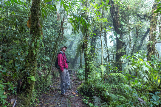 Man hiking in the lush rainforest, Monteverde Cloud forest, Costa Rica