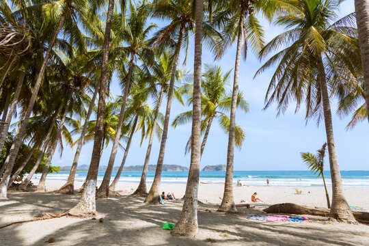 Palm trees and tropical beach on a sunny day, Playa Samara, Nicoya peninsula, Guanacaste, Costa Rica