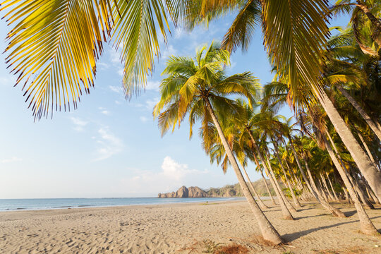 Exotic sandy beach with palm trees, Playa Carrillo, Costa Rica, central america