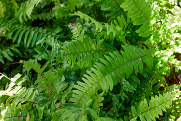 Fern leaves grow up in forest