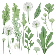 Foto op Canvas Set of Dandelion Greens hand drawing isolated vector illustration © HecoPhoto