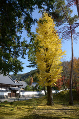 秋の南禅寺　境内のイチョウの黄葉　京都市左京区