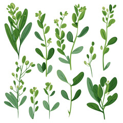 Set of Fava Greens hand drawing isolated vector illustration, spring collections