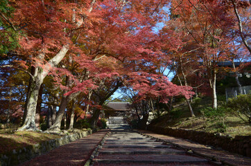 Naklejka premium 秋の毘沙門堂 勅使門参道の紅葉 京都市山科区