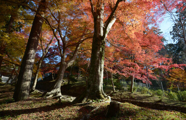 秋の毘沙門堂　境内の紅葉　京都市山科区