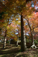 秋の毘沙門堂　境内の紅葉　京都市山科区