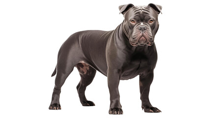 A large dog standing in front of a white background.